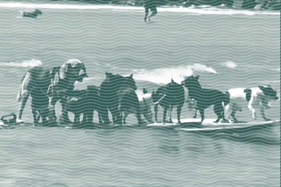 Vol.41 Puppies in the deep end?