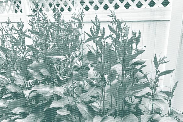 Vol.39 Stroll through the herb garden